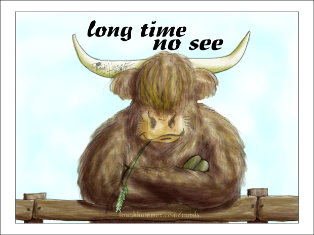 Long-haired Highland Cattle Bull leaning with crossed arms on a fence: “long time no see”